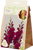 Gladiolus Pink Parrot (Bio) per 7