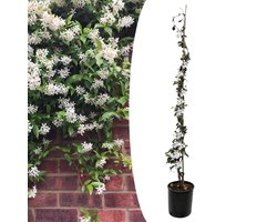 Plant in a Box - Trachelospermum jasminoides - Jasmijn XL - Winterharde klimplant - Pot 17cm - Hoogte 110-120cm