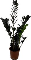 Zamioculcas Raven - Zwarte kamerplant -  Ø 14 cm - Hoogte 60/70 cm - Stoere plant voor in je huiskamer