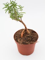 Ikhebeencactus | Set van 2 stuks | Haworthia Fasciata "alba" | Zebraplant | vetplant | 8.5cm pot | 13 cm hoog