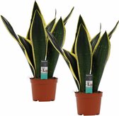 Duo Sansevieria Night Shade ↨ 50cm - 2 stuks - hoge kwaliteit planten