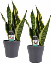 Duo Sansevieria Superba met Anna Grey potten ↨ 35cm - 2 stuks - hoge kwaliteit planten