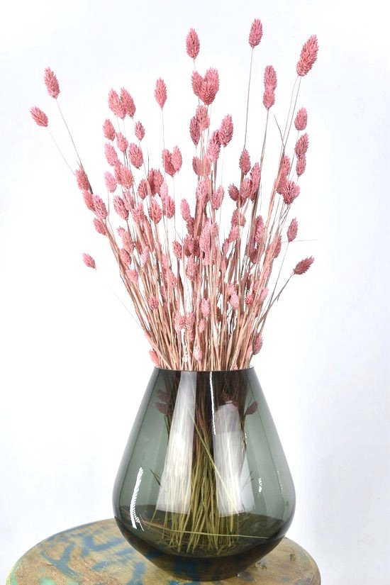 Natuurlijk Bloemen Fleurs séchées - Bouquet Fleurs séchées - Phalaris - Rose - 60 cm