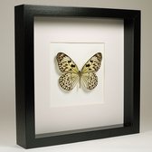 Opgezette vlinder in zwarte lijst 25x25 cm - Idea leuconoe obscura