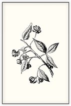 Kardinaalsmuts zwart-wit (Spindle Tree) - Foto op Akoestisch paneel - 80 x 120 cm