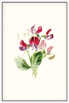 Pronkerwt (Sweet Pea White) - Foto op Akoestisch paneel - 60 x 90 cm