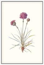 Engels Gras (Sea Thrift) - Foto op Akoestisch paneel - 100 x 150 cm