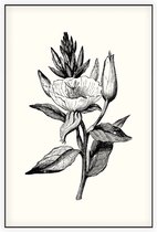 Teunisbloem zwart-wit (Evening Primrose) - Foto op Akoestisch paneel - 100 x 150 cm