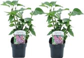Plant in a Box - Syringa vulgaris 'Michel Buchner' - Set van 2 - Sierheester voor in de tuin - Bijzonder hartvormig blad - Pot 17cm - Hoogte 25-40cm