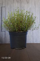 20 stuks | Gewone tijm Pot 15-20 cm - Bloeiende plant - Compacte groei - Geurend - Wintergroen