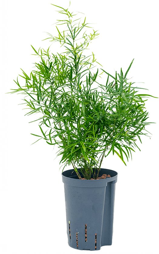 Asparagus falcatus