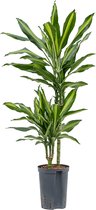 Dracaena cintho teresina M hydrocultuur plant