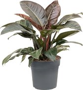 Philodendron imperial red M kamerplant