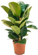 Ficus robusta M kamerplant