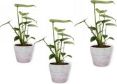 3x Kamerplant Monstera Deliciosa Tauerii – Gatenplant - ± 35cm hoog – 12 cm diameter  - in lila betonnen pot