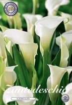 3 x Zantedeschia | Albomaculata