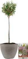 Pokon Powerplanten Olijfboom op stam ↕80 cm - Buitenplant - in Pot (Nova, Betonlook Goud) - Olea Europaea - Olijfboom voeding inbegrepen