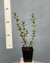 Tip: 7 Stuks Oersterke Schijnhulst - Osmanthus burkwoodii - NR. 1 in België! 25cm Hoog Haag Heg Buxus vervanger Alternatief Ilex Crenata Dark Green - Japanse Hulst