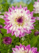 12x Dahlia 'Ferncliff illusion' - BULBi® bloembollen en planten met bloeigarantie