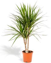 Dracaena Marginata - Drakenbloedboom - 60 cm hoog, ø14cm - Makkelijke kamerplant - Tropische palm - Luchtzuiverend - Vers van de kwekerij
