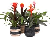 Breasy Bromelia Royal mix Hope, Tala, Pepita en Candy in Tribal keramieken sierpot | 4 stuks | Ø 13cm |  35-53 cm