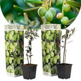Plant in a Box - Olea Europaea - 2 olijfstruikjes - Pot 9cm - Hoogte 25-40cm