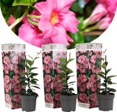Plant in a Box - Dipladenia sanderii - Set van 3 - Roze tuinplanten - Pot 9cm - Hoogte 25-40cm