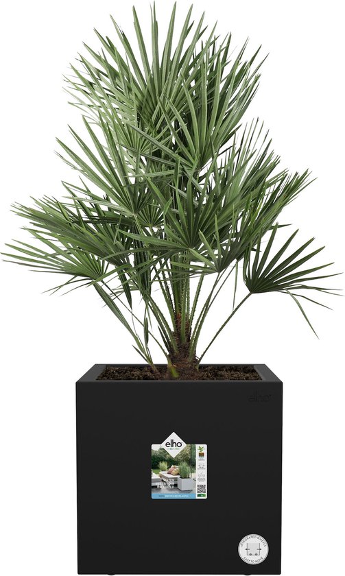 Zwarte vierkante plantenbak met een grote palmboom. Het Elho logo en een label zijn zichtbaar.