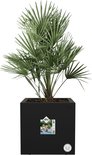 Zwarte vierkante plantenbak met een grote palmboom. Het Elho logo en een label zijn zichtbaar.