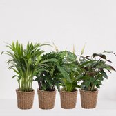 Kamerplanten set met 4 planten in siermand Amber Grof – luchtzuiverende kamerplant – meerjarige plant – Areca - Calathea Blue Grass - Calathea Compactstar - Spathiphyllum – groenbl