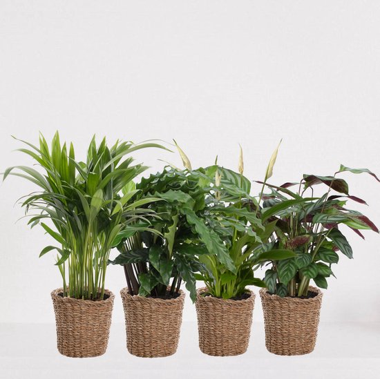 Kamerplanten set met 4 planten in siermand Amber Grof – luchtzuiverende kamerplant – meerjarige plant – Areca - Calathea Blue Grass - Calathea Compactstar - Spathiphyllum – groenblijvende planten set 4 stuks - ↕35-50cm - Ø13 – vers uit de kwekerij