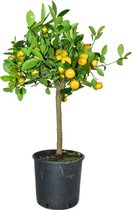 ZynesFlora - Sinaasappelboom – Citrus Mitis - Calamondinboom  - Ø 20 cm - ↕ Hoogte: 85 - 90 cm – Buitenplant – Tuinplant