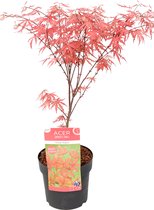 Plant in a Box - Acer palmatum 'Amagi-shigure' - Japanse Esdoorn Winterhard - Pot 13cm - Hoogte 30-40cm
