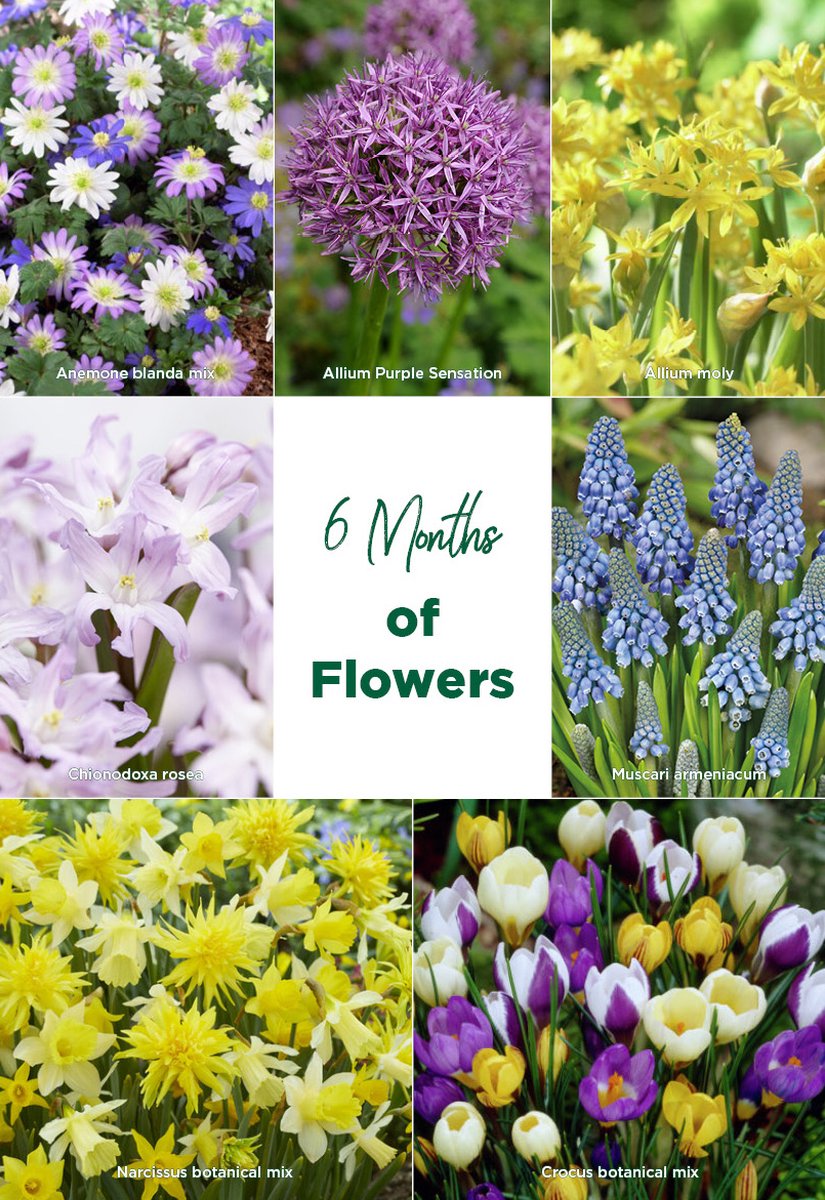 Tulpen Darwin hybride mix- Bloembollen