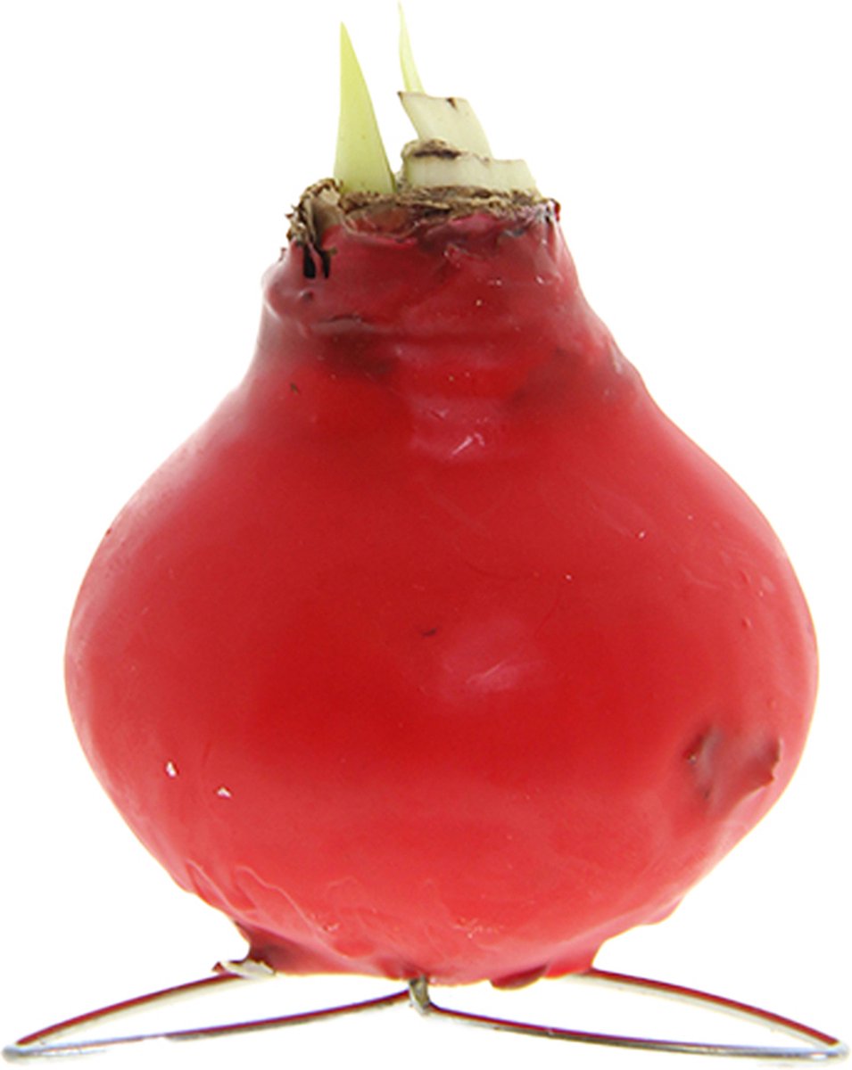 Bloomique - Amaryllis Bol in Rode Wax - Kolibri Rood - Bloembol - No Water Flowers - Kerstversiering - Hoogte 10-20 cm bij Levering - Groeit tot 30-50 cm - 7cm diameter