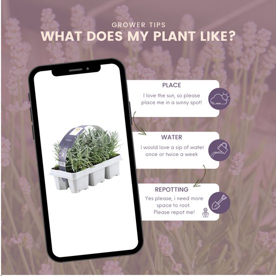 Lavande, 1x6 Pièces, Couleur Violet, Arbuste, Arbuste, Méditerranéen, 6 pack Lavande angustifolia - 6 x Ø7 cm - 15 cm