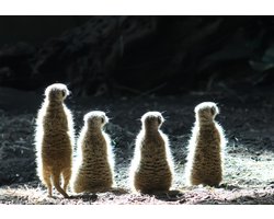 Foto: 