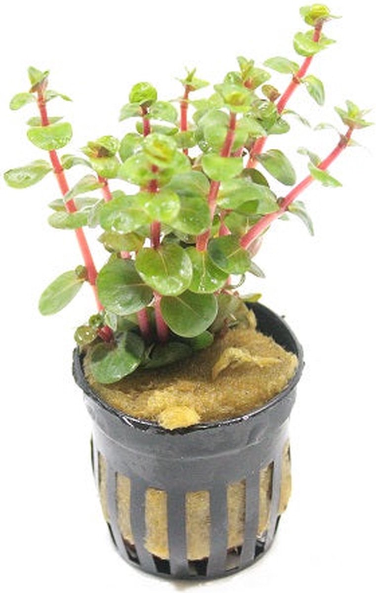 Moerings Rotala Orange Juice | Ronde Rotala | in 5 cm pot