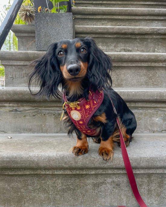 The Dog Farm Dog Harness - Dog Harness - Y Dog Harness - Bordeaux Goud - Taille L - Harnais pour Chiens avec impression
