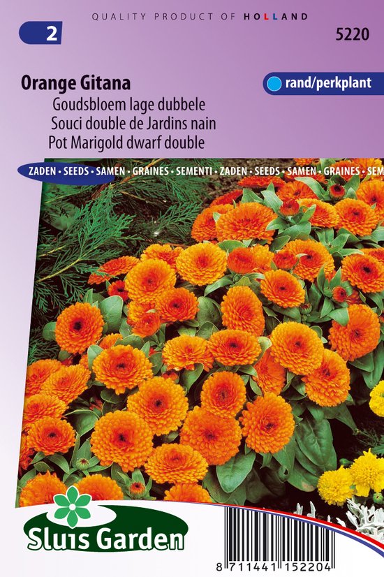 8 planten tegen muggen 15 Sluis Garden Goudsbloem Orange Gitana (Calendula officinalis)