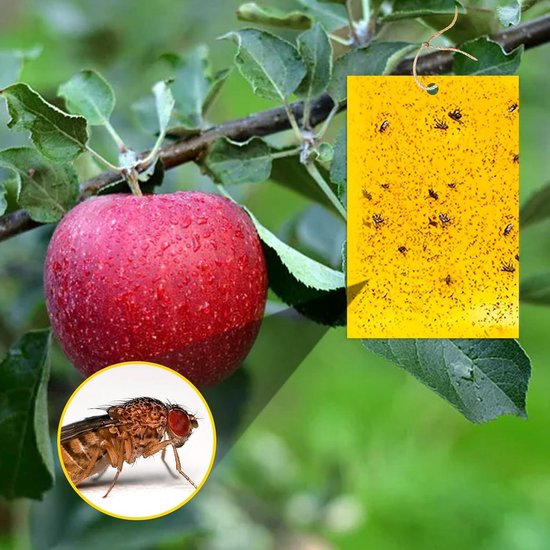 Stingmon Trap 32 Pièces Piège à Mouches à Fruits Collant En Papier à Mouche Pour L