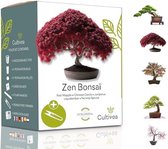 Mini - Klaar om te groeien Kit Bonsaï - Kwaliteitszaden - Tuinieren en decoreren - Cadeau-idee (Rode Appel, Chinese Cercis, Cornus Kousa, Albizia, fijnspar)