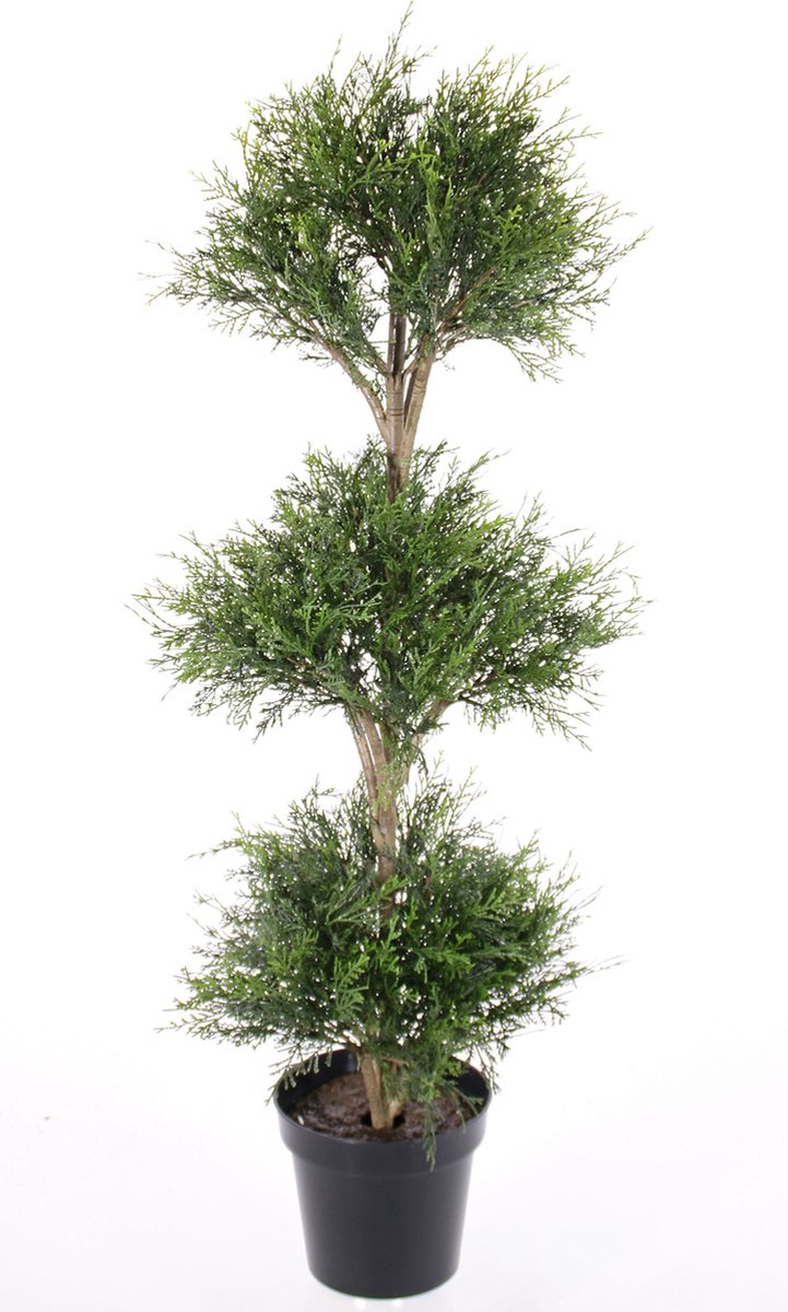 Thuja Ceder (Levensboom)