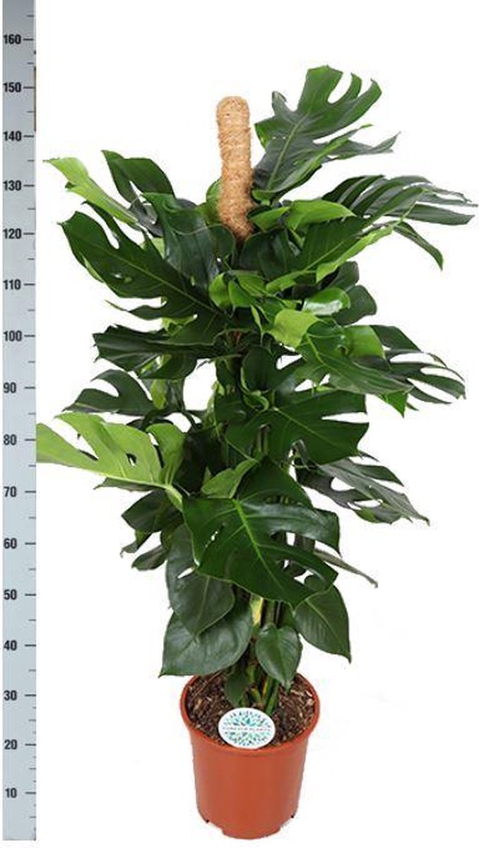 Monstera Deliciosa MOSSTOK Ø27cm 150cm in Albury BLACK print mand