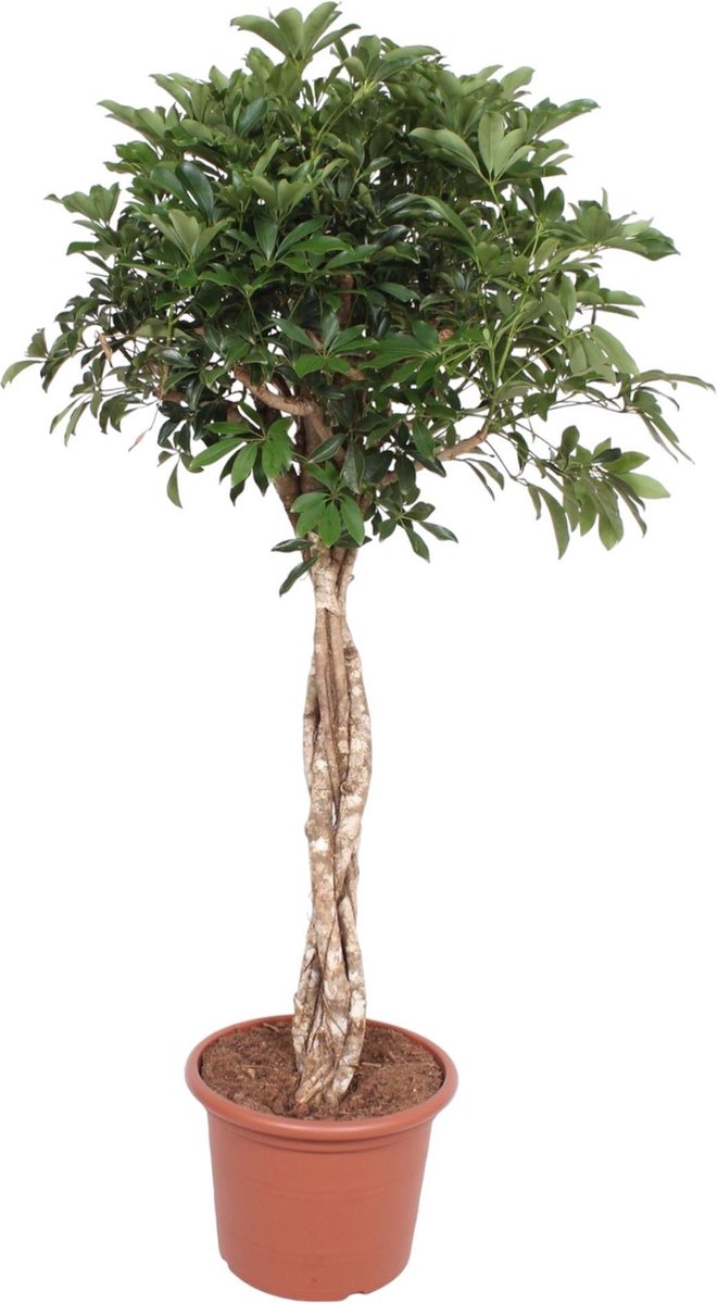 Green Harmony - Schefflera Arboricola Compacta gevlochten stam - 180 cm - ø45