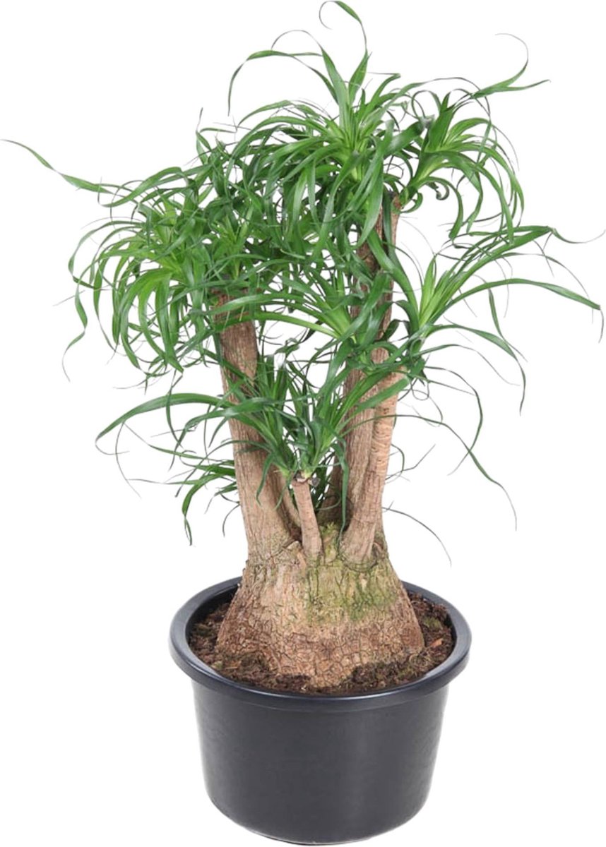 Beaucarnea vertakt - 100 cm - ø38