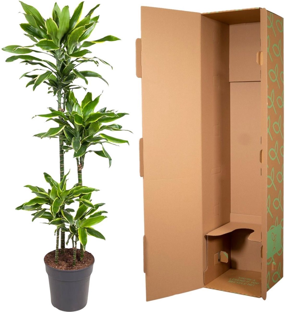 Dracaena Golden Coast - 140 cm - ø27