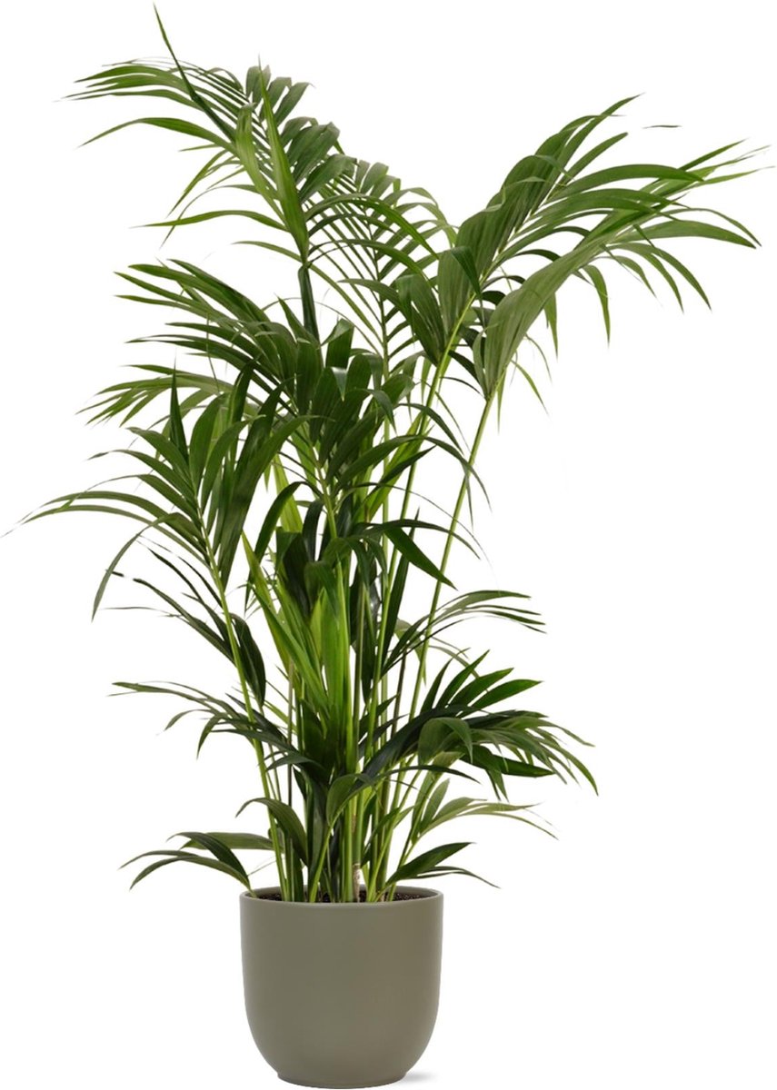 Kentia Palm Ø27cm 160cm in Boule OLIJF pot