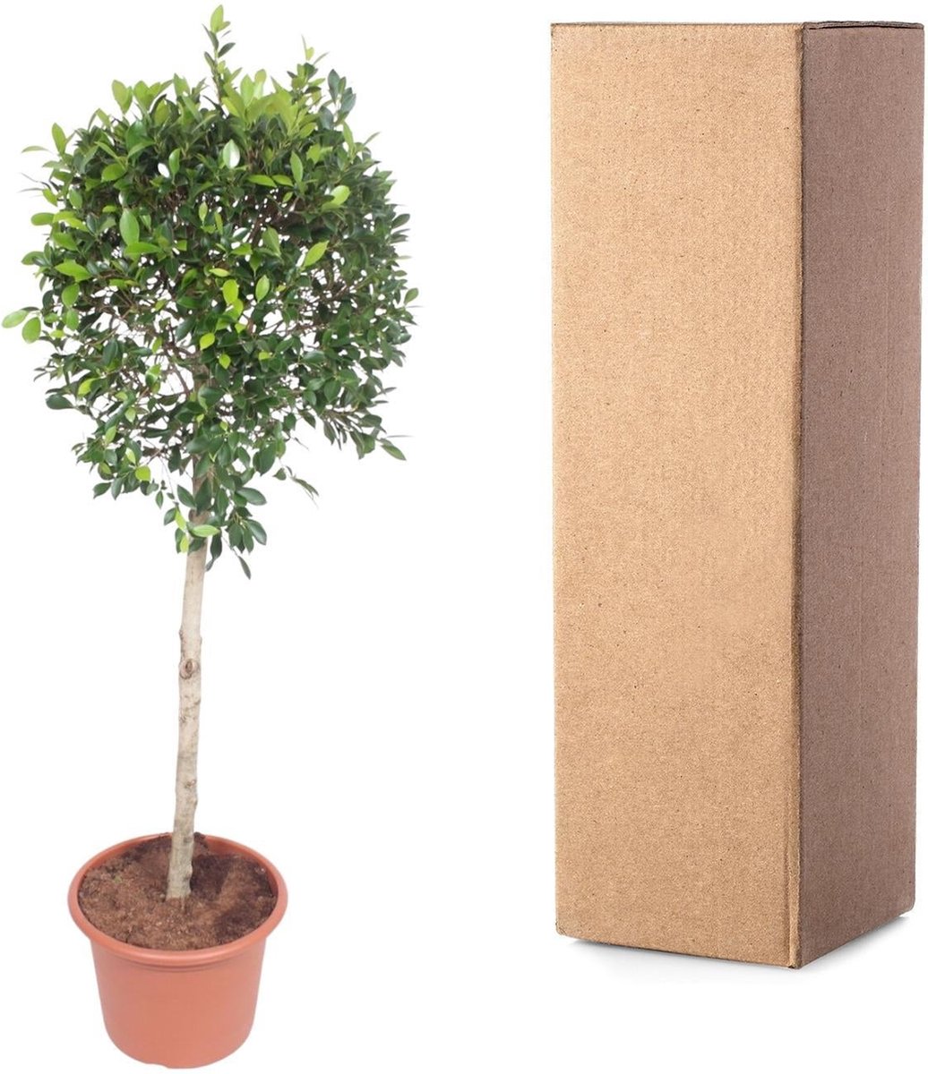 Ficus Nitida boom - 170 cm - ø40