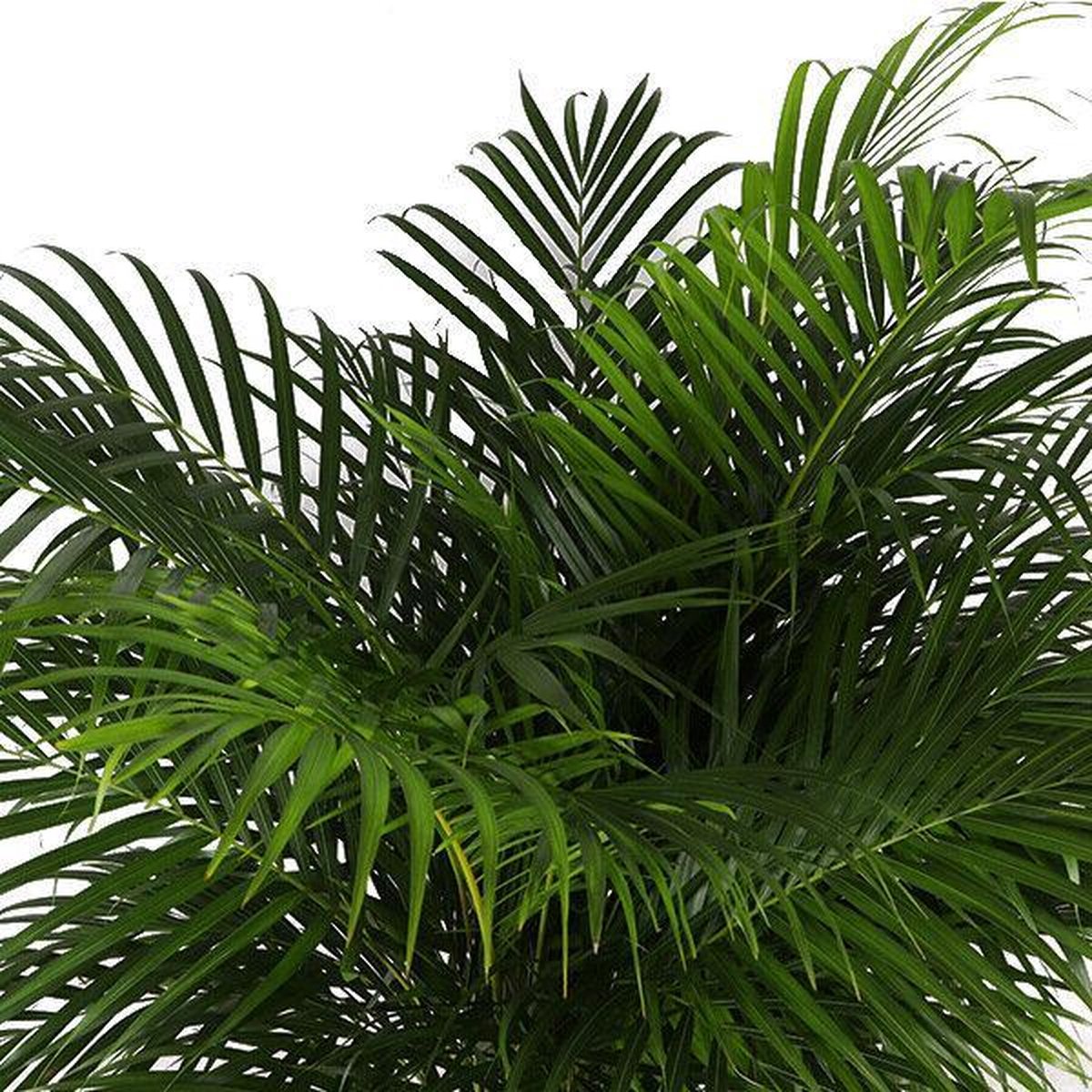 Dypsis Lutescens (Areca Palm) - Ø27cm - 160cm